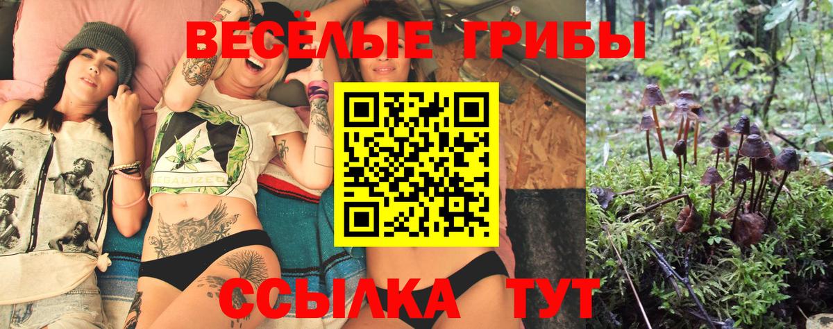 Галлюциногенные грибы Psilocybe Сердобск